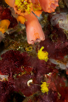 Golden Wentletraps Resting on Coral Reef Substrate