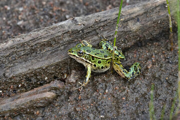 Northern leopard frog on the ground