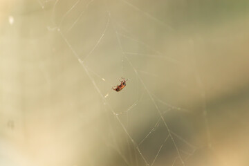 Abstract macro: a small beetle bug trapped in a spiderweb, on a dreamy golden bokeh background