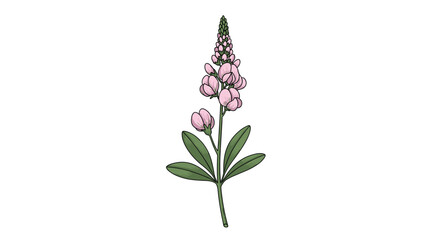 Beautiful pink lupine flower botanical illustration with green leaves on a white background, perfect for nature and garden designs.