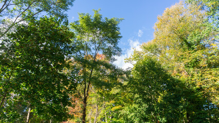 A low-angle view of a diverse forest canopy reaching toward a bright blue sky with wispy clouds. The trees show a mix of vibrant green, yellow, and subtle red foliage of early autumn