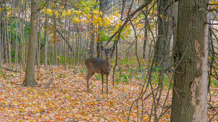 A young, alert white-tailed deer stands amidst the trees in an autumn forest, surrounded by a carpet of fallen yellow, orange, and red maple leaves, looking directly at the camera