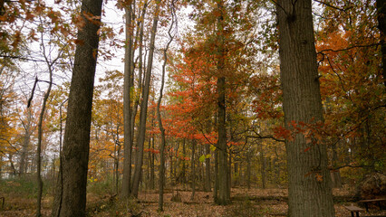 A natural view deep into a fall forest with tall tree trunks and a vivid central tree displaying bright orange-red autumn foliage, surrounded by mostly brown and yellow leaves on the ground