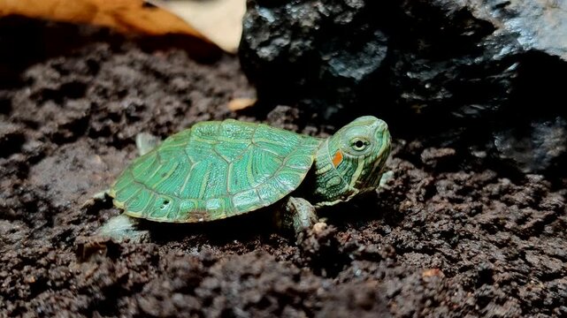 Baby Brazilian tortoise (Trachemys scripta elegans) or Red Eared Slider on dry leaves on dark and damp soil background