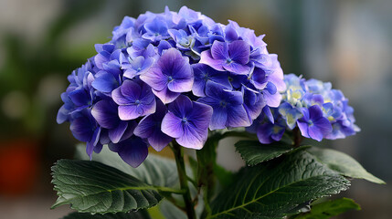 LargePurpleHydrangeaBloom
