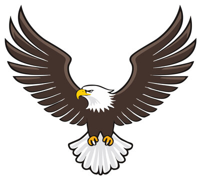 Eagle illustration of bird with powerful open wings in flight depicting majestic flying nature emblem strength freedom symbol