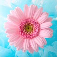 Pink gerbera daisy on light blue fabric