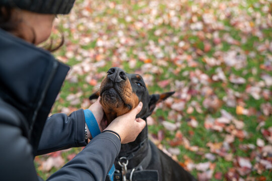 Doberman Pinscher at a park in the fall. Beautiful dog with black and red coloring. European purebred with cropped ears. Close up of dogs face in owners hands, being petted over the shoulder shot.