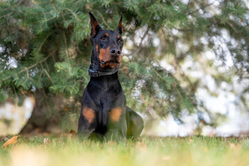 Doberman Pinscher at a park in the fall. Beautiful dog with black and red coloring. European purebred with cropped ears.