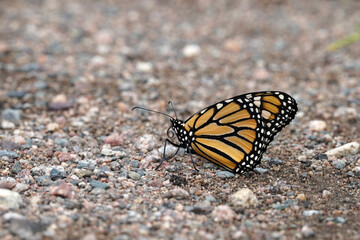 Monarch butterfly on the stone