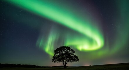 A Solitary Tree Silhouetted Against a Magnificent Swirling Green Aurora Borealis.