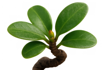 Bonsai sprout growing with green leaves and twisted stem showing new life and organic growth, transparent background