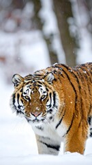 A majestic large cat walks toward the camera in a snowy forest. Orange fur with black stripes contrasts with a white background