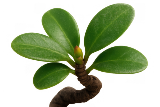 Bonsai sprout growing with green leaves and twisted stem showing new life and organic growth, transparent background