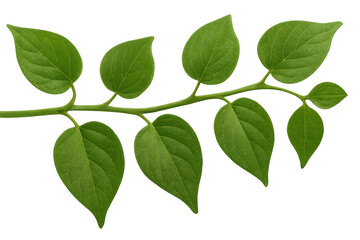 Green plant branch with fresh leaves, representing botany, ecology, spring, and organic concepts. Transparent background