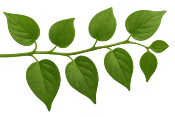 Green plant branch with fresh leaves, representing botany, ecology, spring, and organic concepts. Transparent background