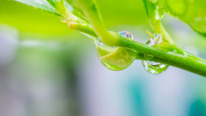 Beautiful rain water drop on green leaf closeup natural background