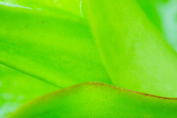 Natural plant green leaf in garden nature background