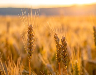 Fototapeta premium Close-up of golden wheat stalks bathed in warm sunset glow