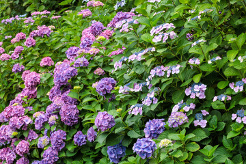Beautiful pink lacecap hydrangea flowers blooming in early summer at Shimoda Park in Izu.