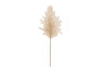 Dried pampas grass, fluffy beige plant plume on transparent background, popular boho home decor element