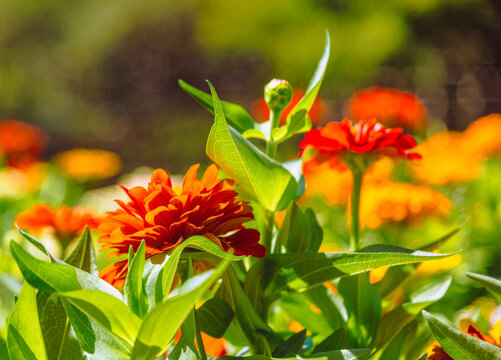 百日草の花5ー38