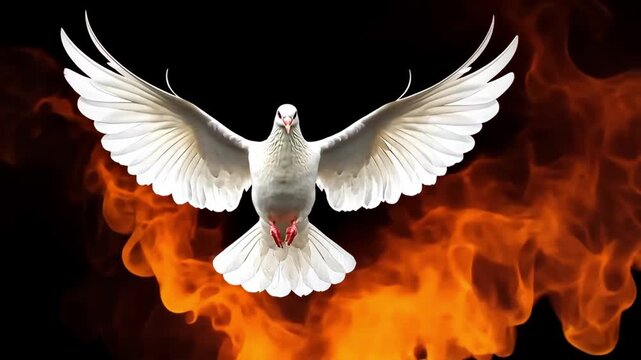 Dove in flight against a fiery background, symbolizing peace and the Holy Spirit.