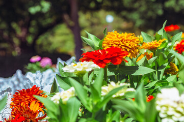 百日草の花5ー26