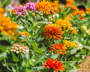 百日草の花5ー22