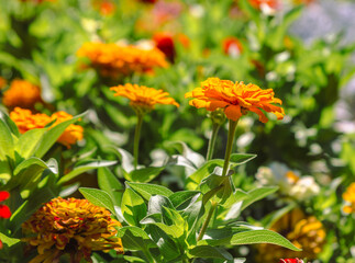 百日草の花5ー21