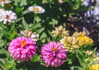 Obraz premium 百日草の花5ー5