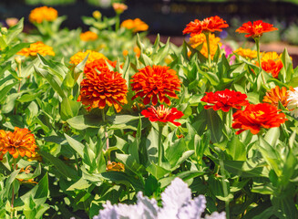 百日草の花5ー10