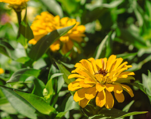 百日草の花5ー3