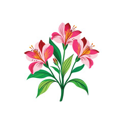  Alstroemeria Bouquet isolated on a white background., pink lily isolated on white.