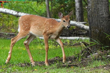 white tailed deer in the forest