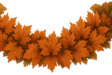 Autumn maple leaves with water drops creating a decorative border, representing fall season nature and transparent background