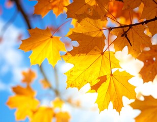 Obraz premium Close-up of vibrant autumn leaves, illuminated by sunlight, against blue sky