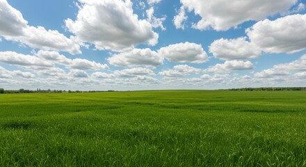 Obraz premium Lush Green Field Under a Cloudy Blue Sky - A Serene Landscape.