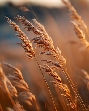 golden wheat field