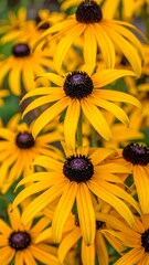 Close-up showcases Black-Eyed Susans radiant yellow petals surround dark brown centers