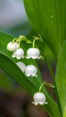 Close-up shot of lily of the valley with white bell flowers and vibrant green leaves