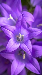 Close-up shows a cluster of five-petaled, star-shaped purple flowers with yellow stamen