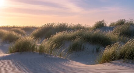 Windswept marram grass on coastal sand dunes during a serene and beautiful golden hour sunset