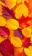 Close-up shows a colorful arrangement of autumn leaves in shades of red and yellow