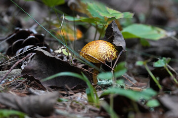 Rustgills mushroom in the forest