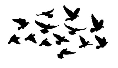 Silhouette of Birds Flying Together A Symbol of Unity and Freedom
