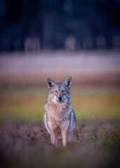Close-Up Portrait of Coyote (Canis latrans) Sitting in Field at Dusk — Wildlife Photography