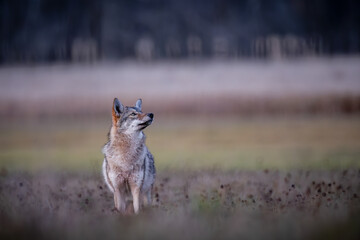 Coyote (Canis latrans) Looking Up While Standing in Field at Dusk — Wildlife Environmental Portrait