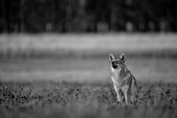 Black and White Portrait of Coyote (Canis latrans) Standing in Field — Fine Art Wildlife Photography