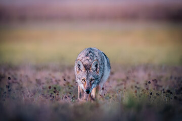Coyote (Canis latrans) Walking Toward Camera in Open Field at Dusk — Close Wildlife Portrait